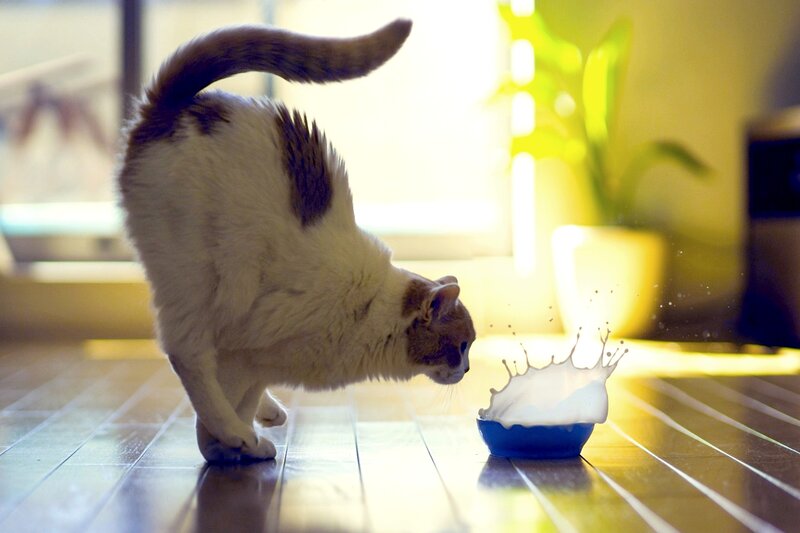 Cat Drinking Milk