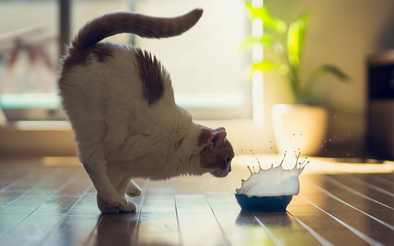 Cat Drinking Milk — White, Calm, Morning