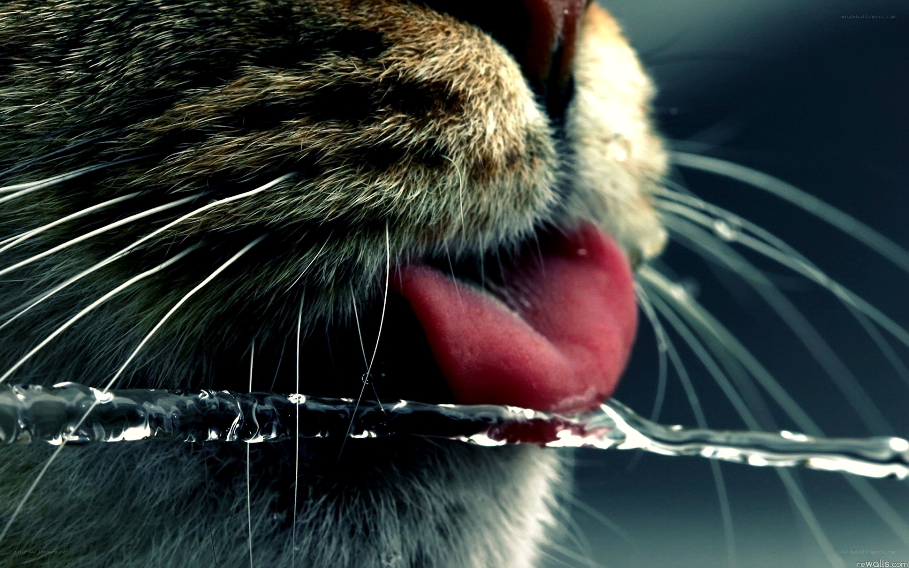 cat drinking water