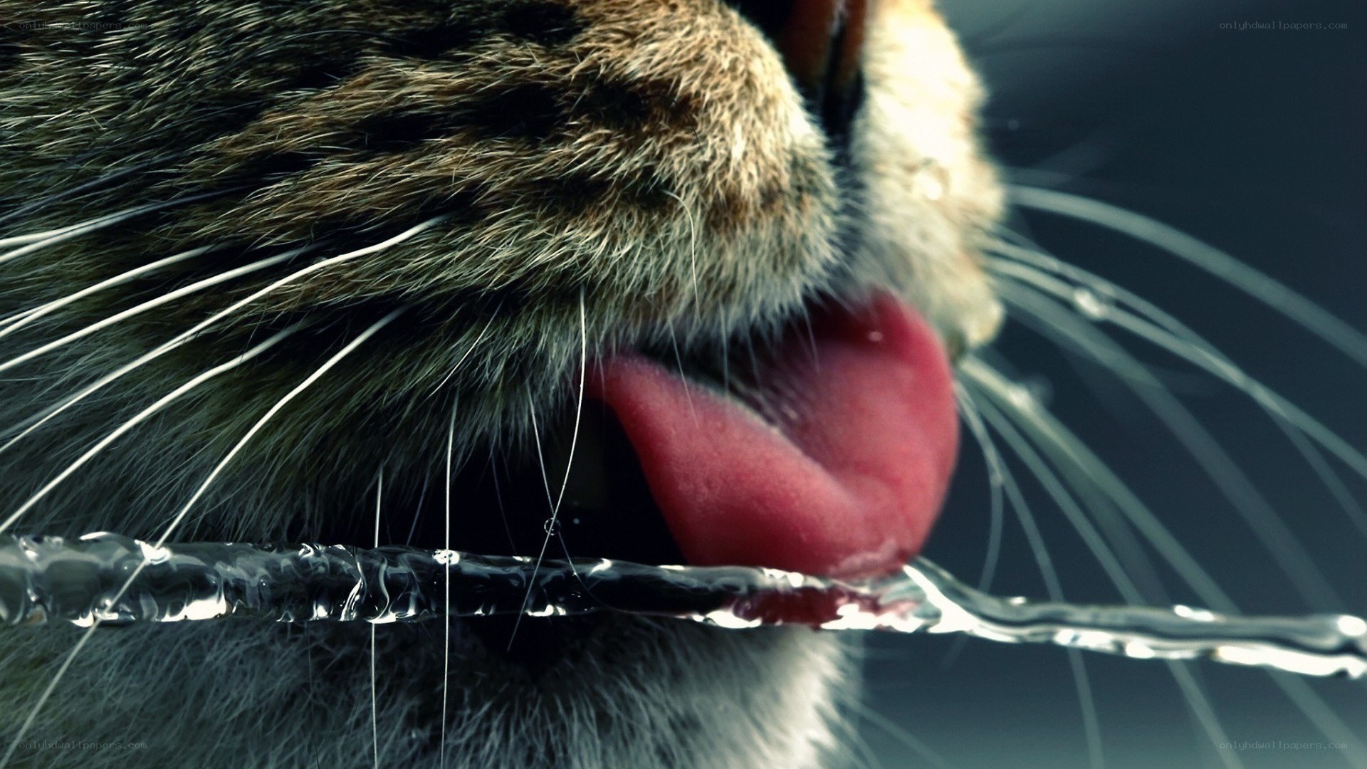 cat drinking water