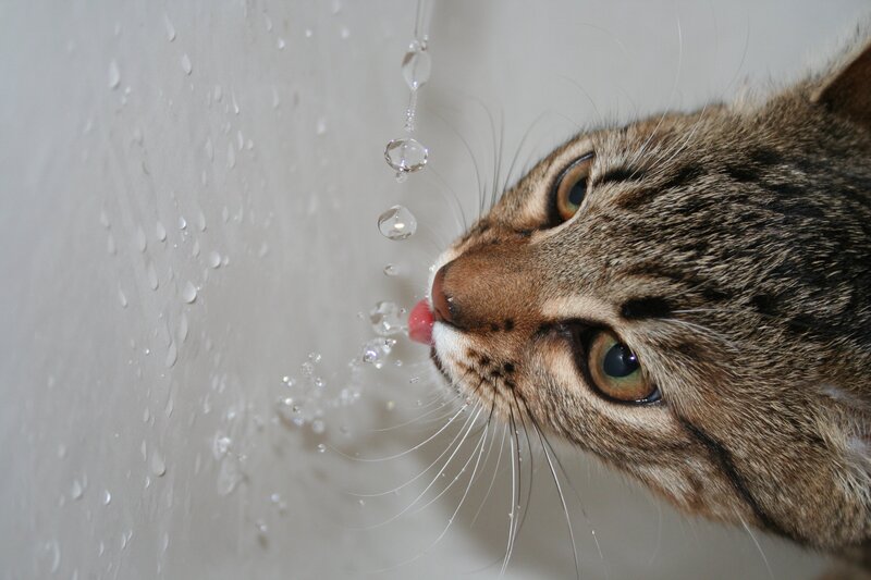 cat drinking water