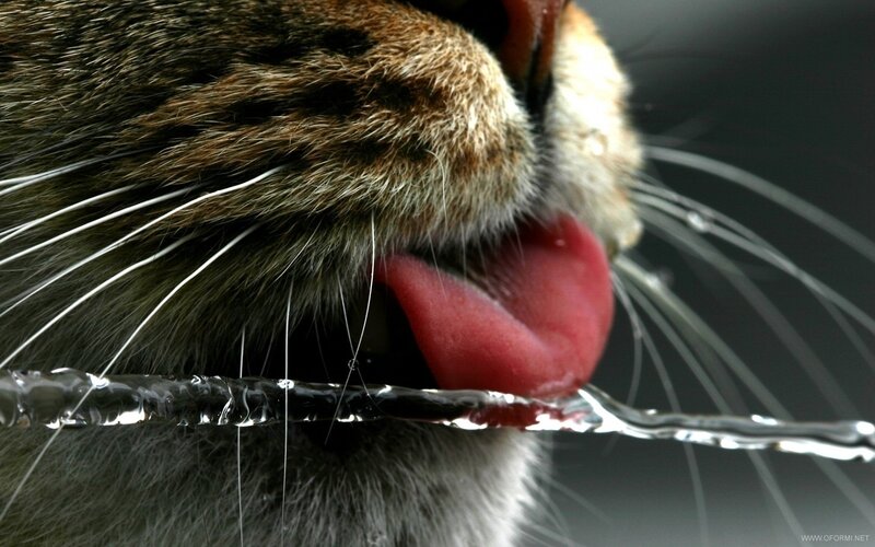 cat drinking water