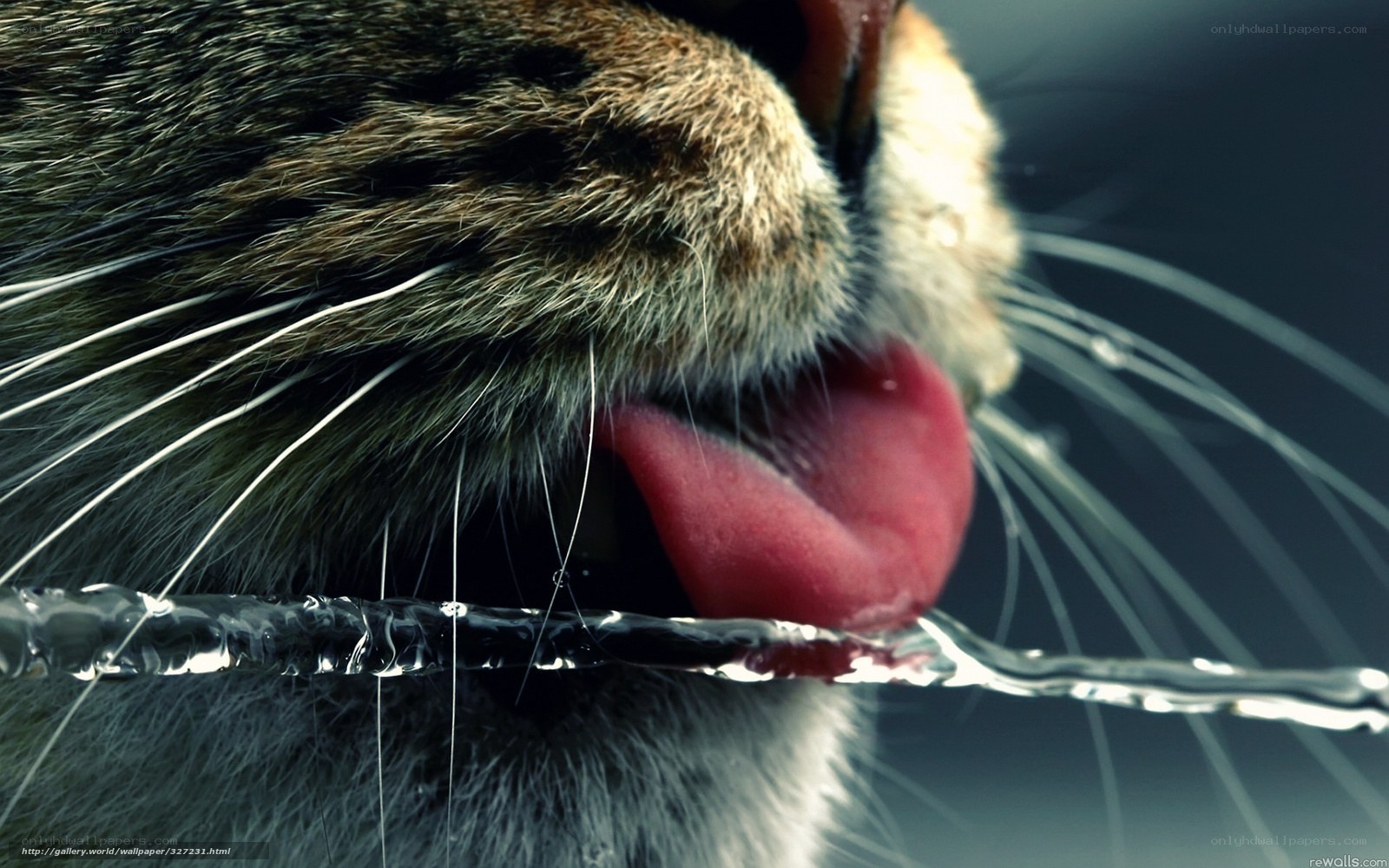 cat drinking water