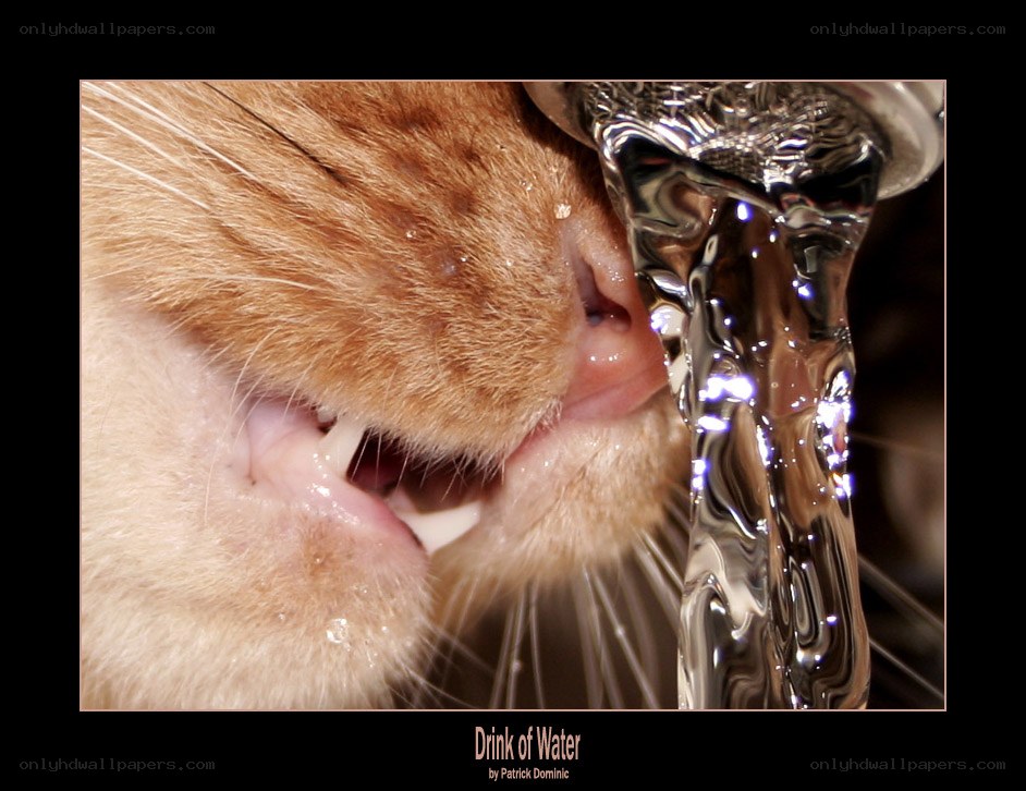 Cat Drinking Water