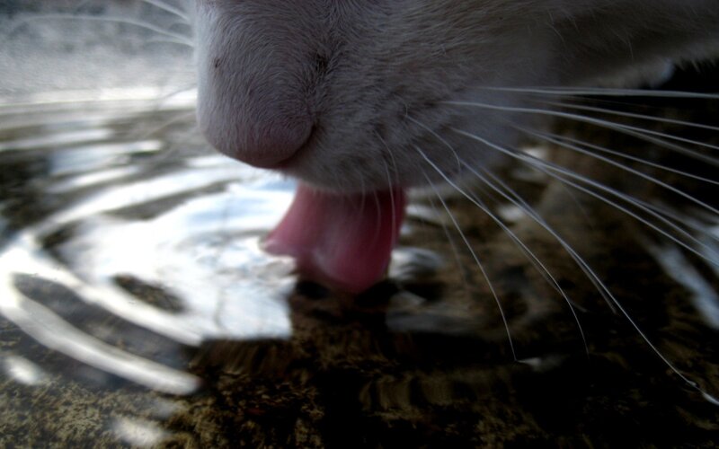cat drinking water