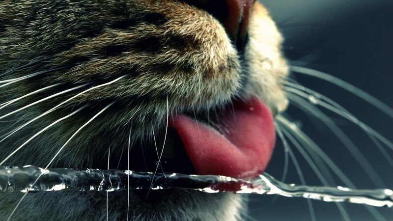 Cat Drinking Water — Black, Dramatic, Photograph