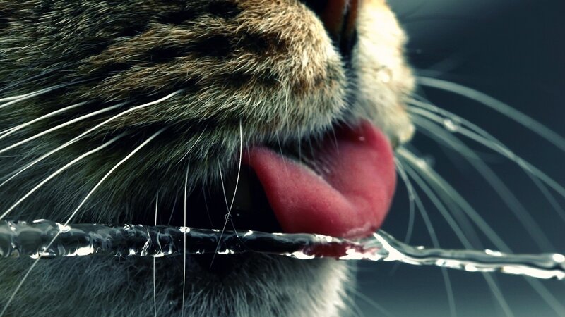 Cat Drinking Water — Black, Dramatic