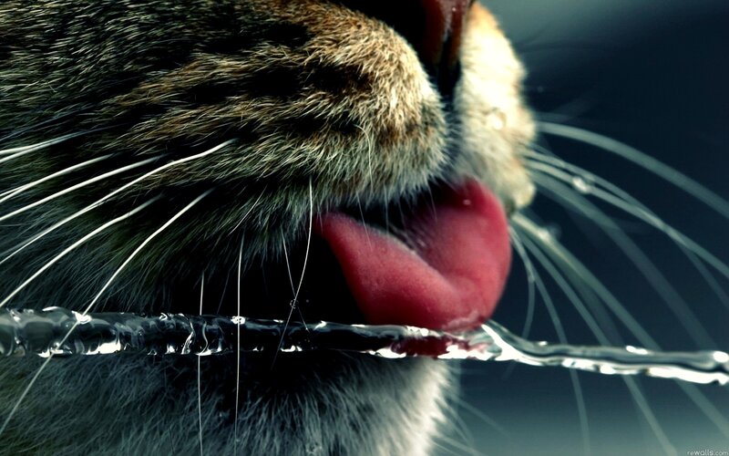 Cat Drinking Water — Black