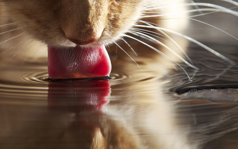 Cat Drinking Water — Brown, Calm, Afternoon