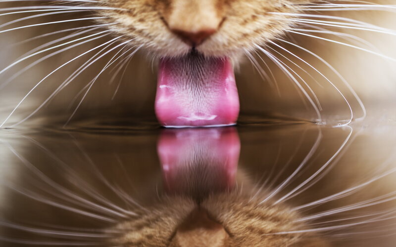 Cat Drinking Water — Brown, Calm, Photograph