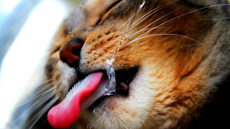 Cat Drinking Water — Brown, Calm, Photograph, Tongue