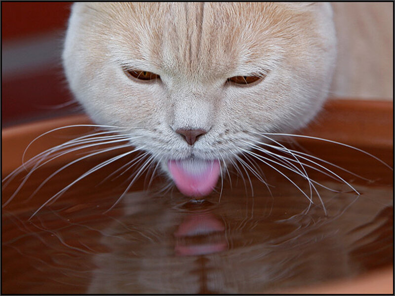 Cat Drinking Water — Brown