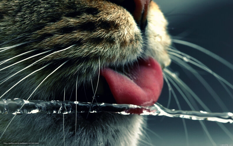 Cat Drinking Water — Gray, Dramatic, Photograph, Tongue