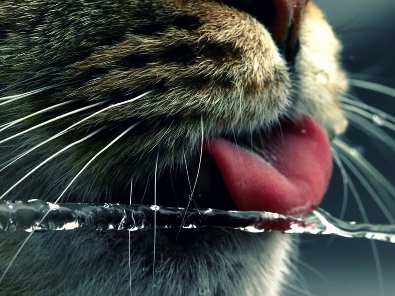 Cat Drinking Water — Gray