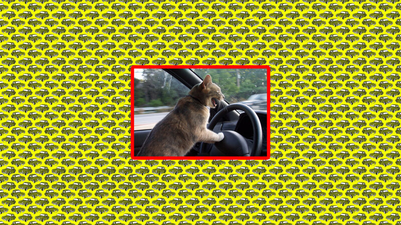Cat Driving Car