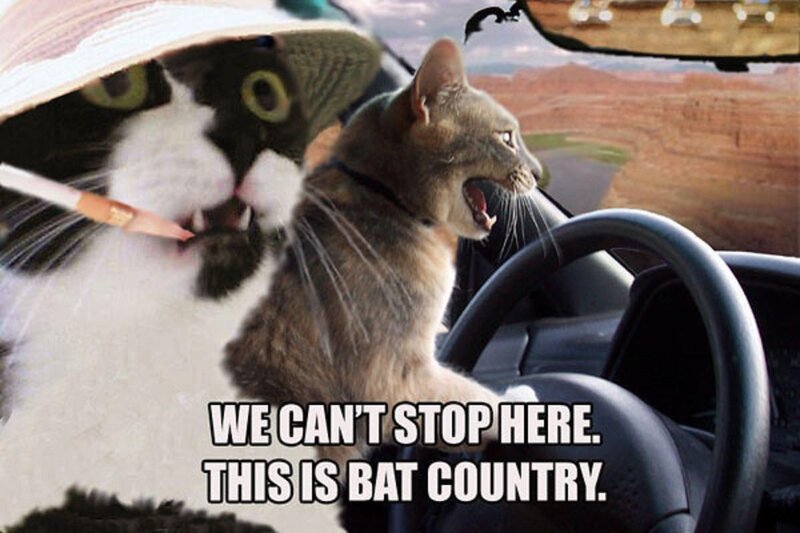 cat driving meme