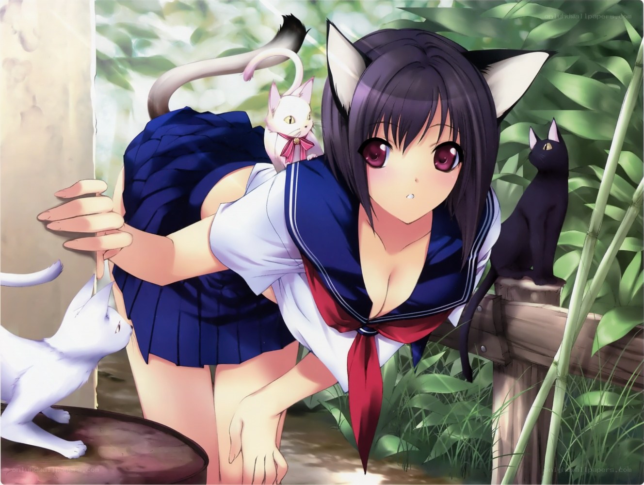 cat-eared girl with cats