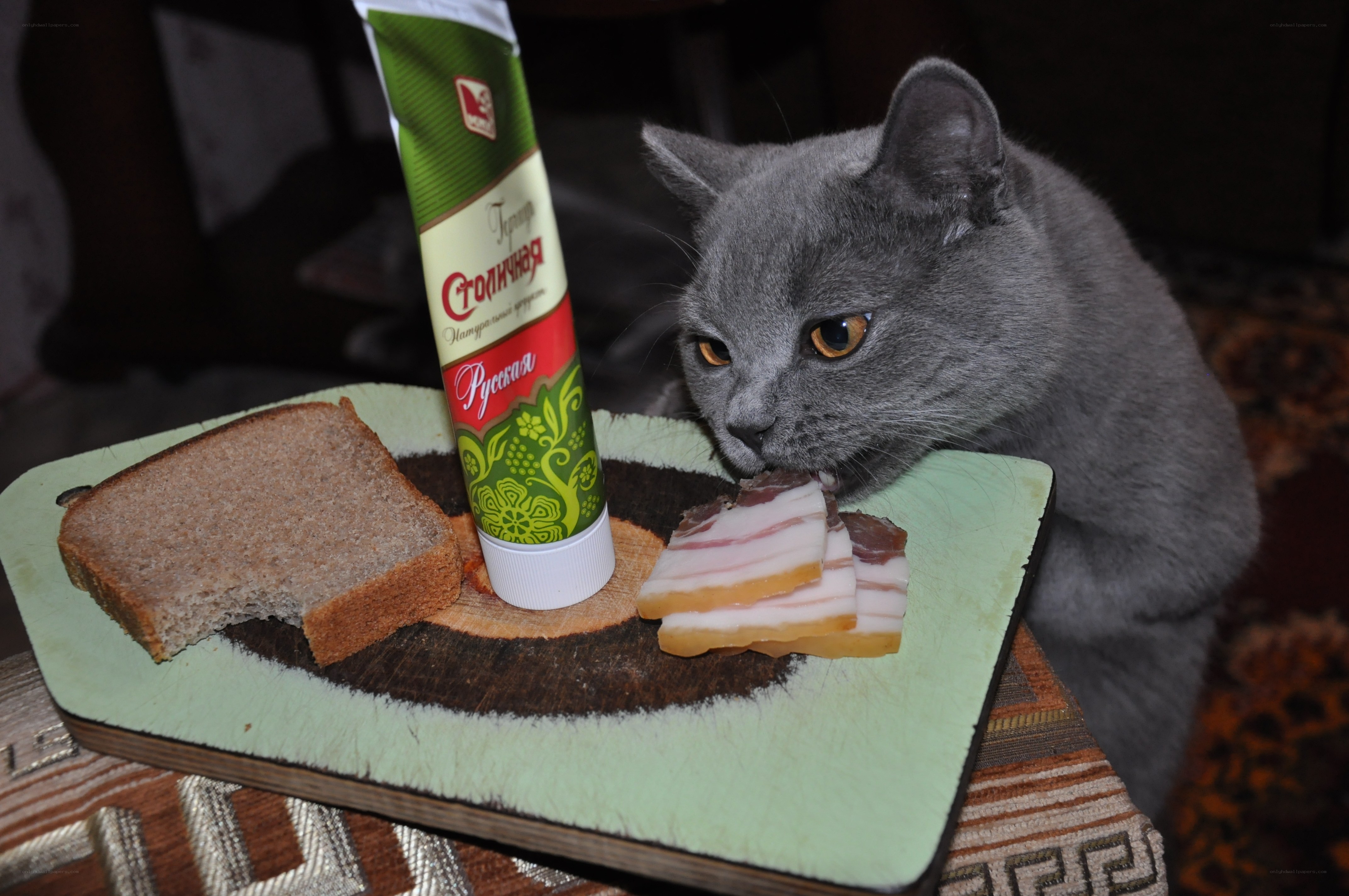 cat eating bacon on a tray