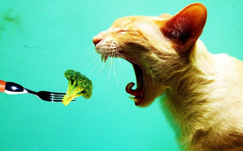 cat eating broccoli on a fork