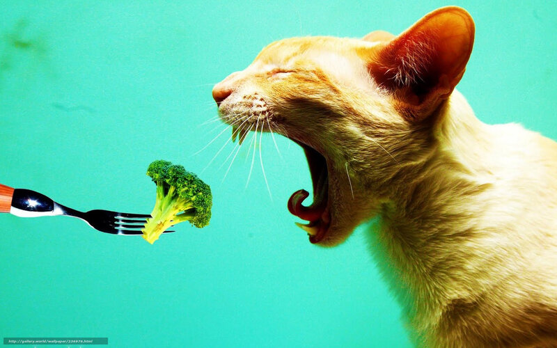 Cat Eating Broccoli — Teal