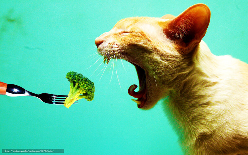 cat eating broccoli