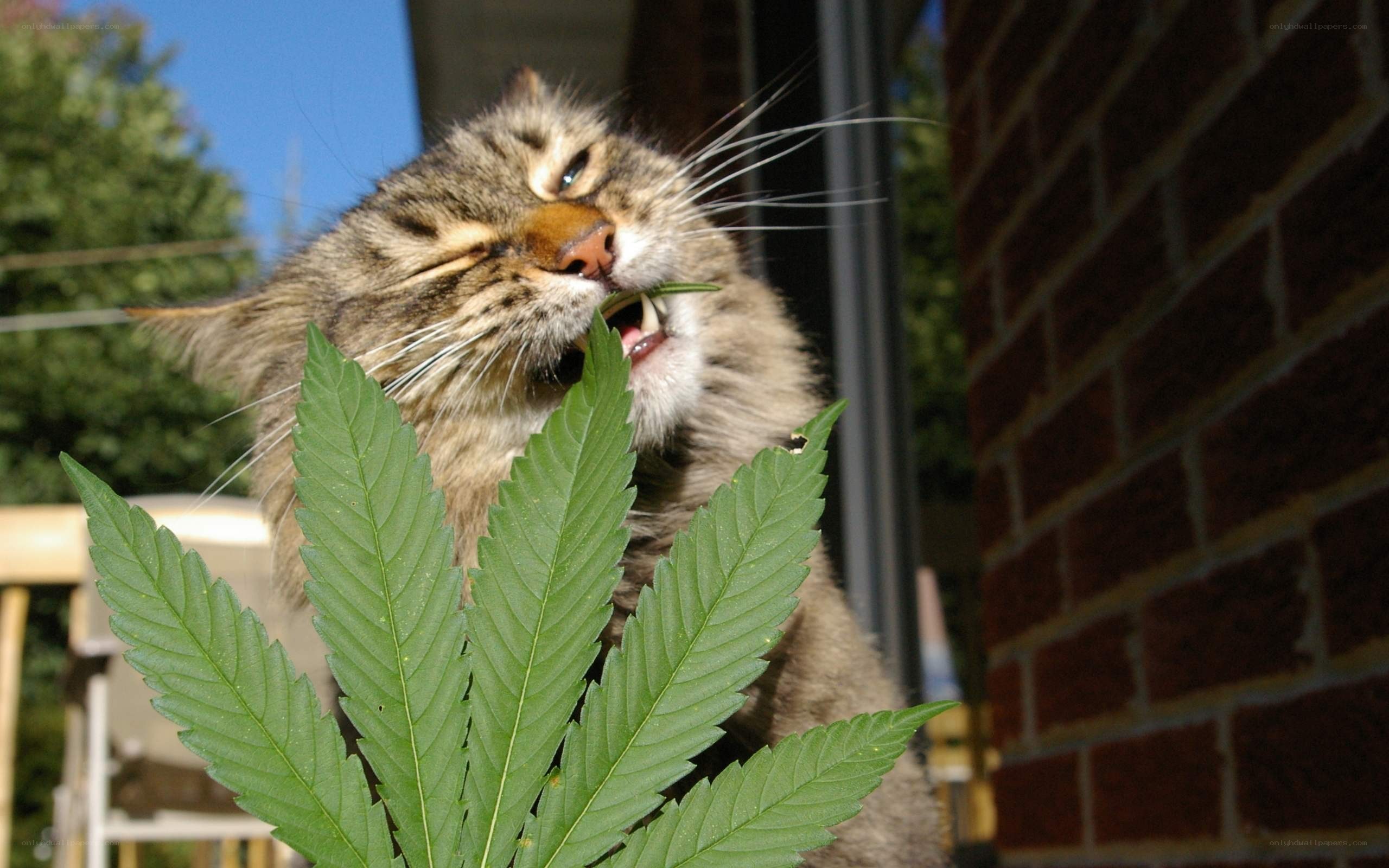 cat eating cannabis leaf