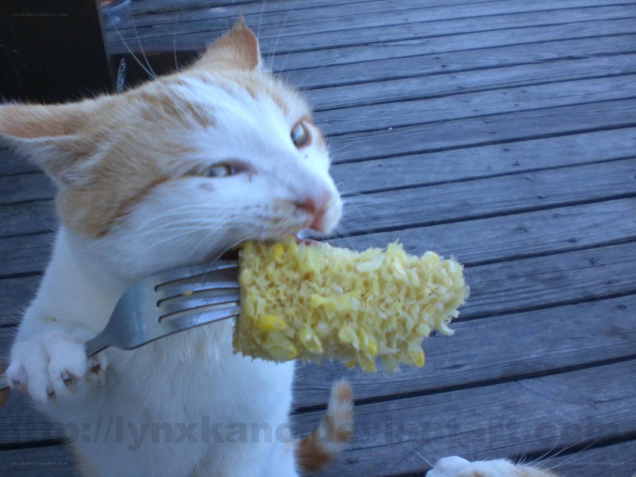 cat eating corn on the cob