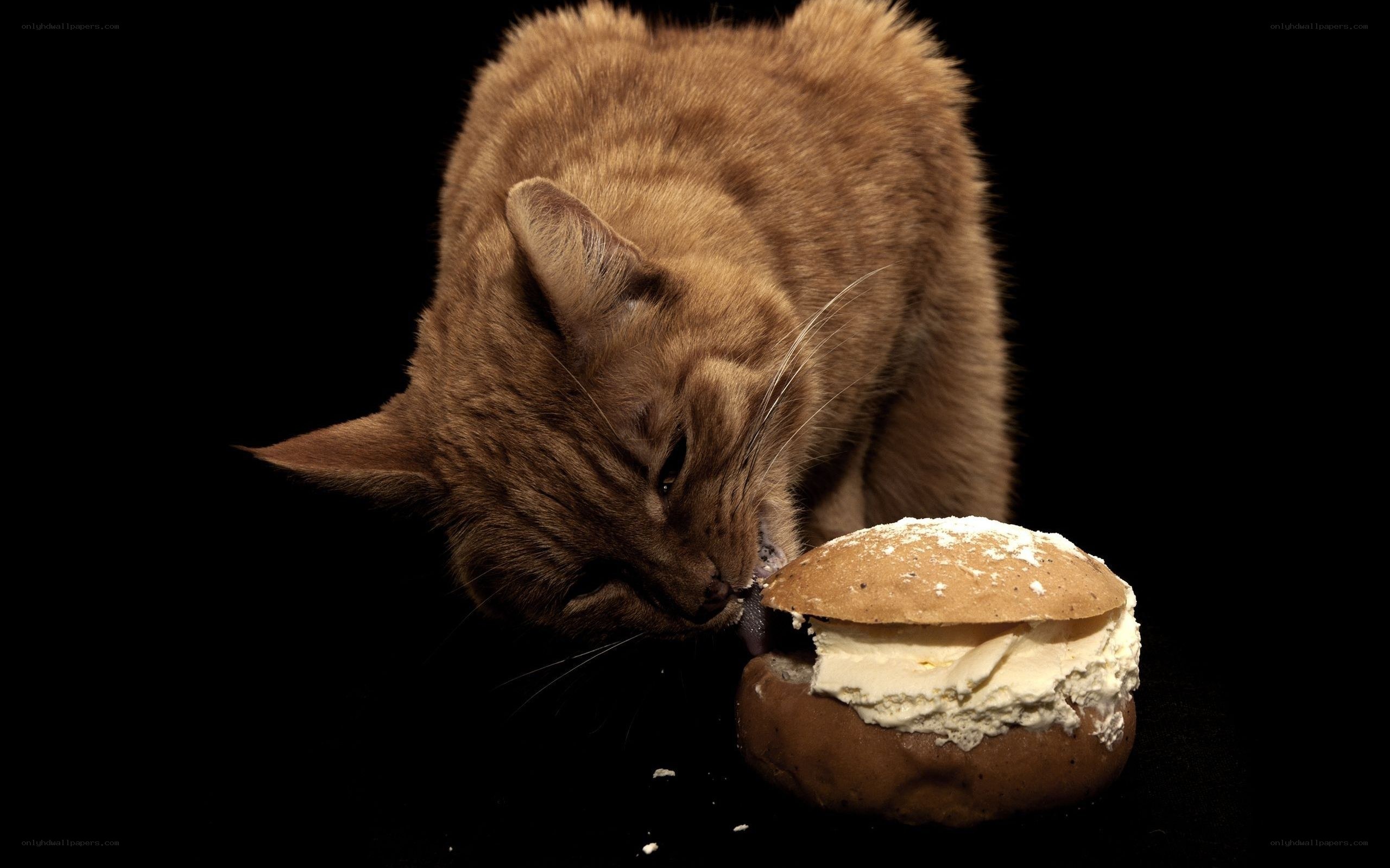 cat eating cream bun