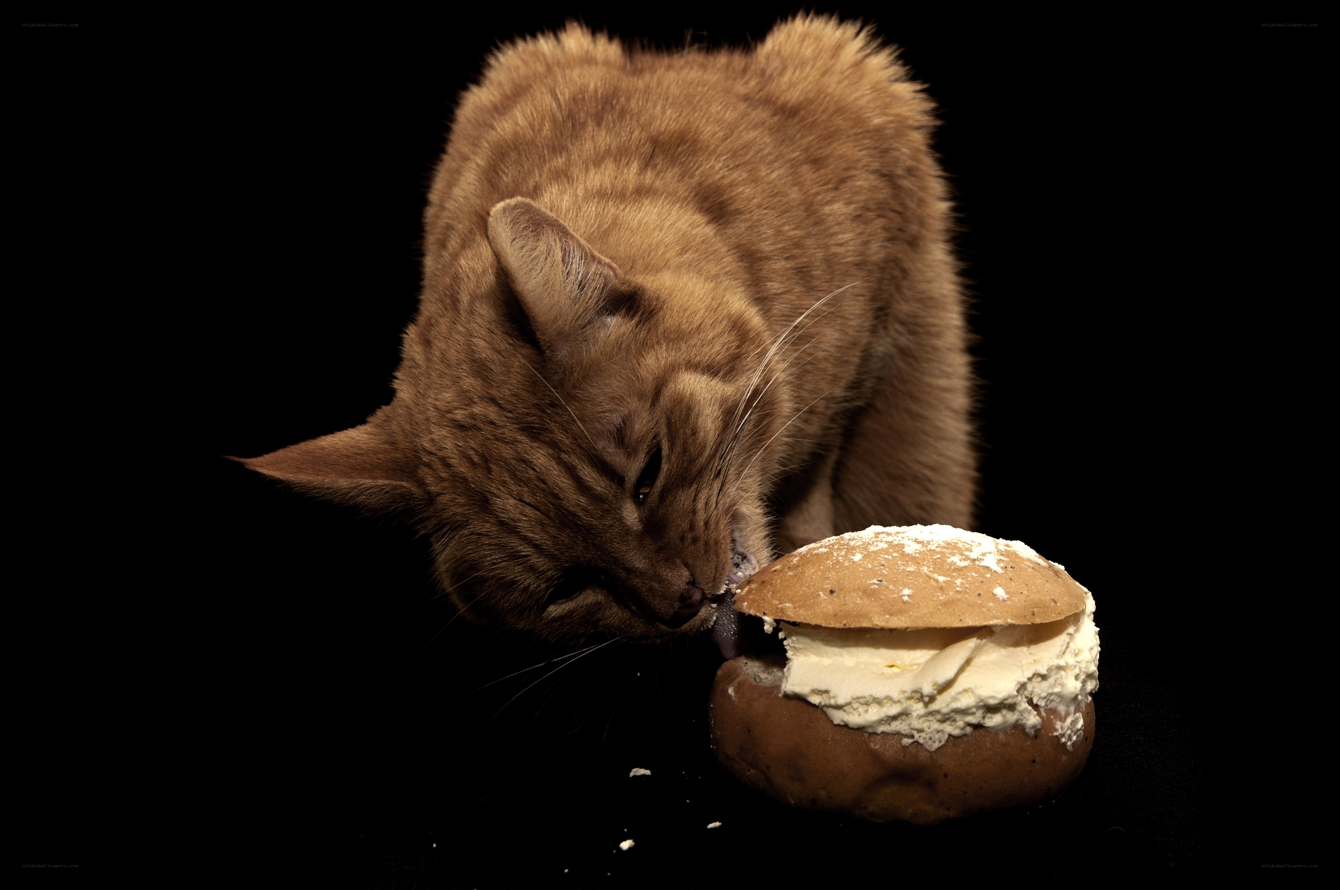 cat eating cream sandwich
