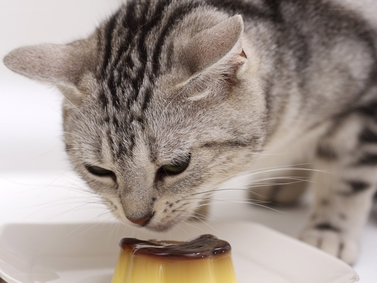 cat eating custard dessert