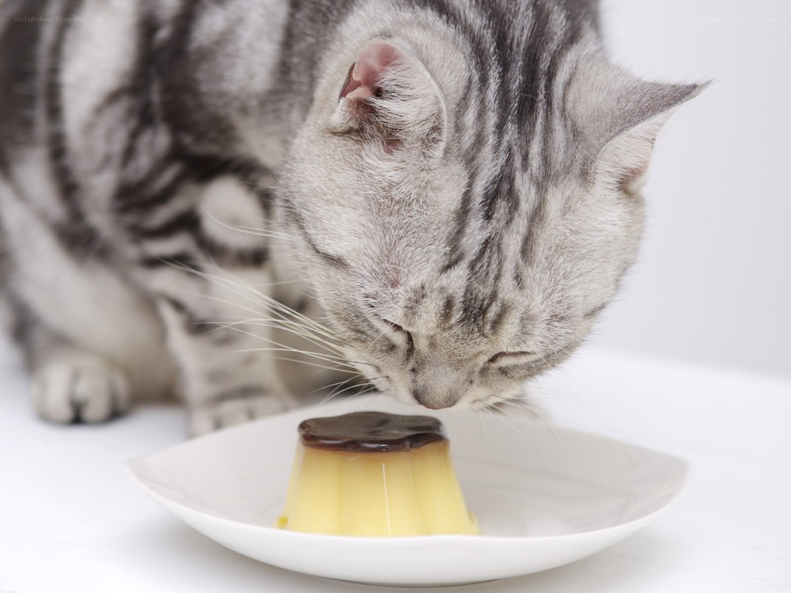 cat eating dessert