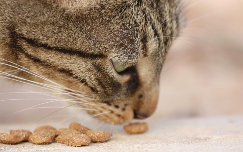 cat eating dry food