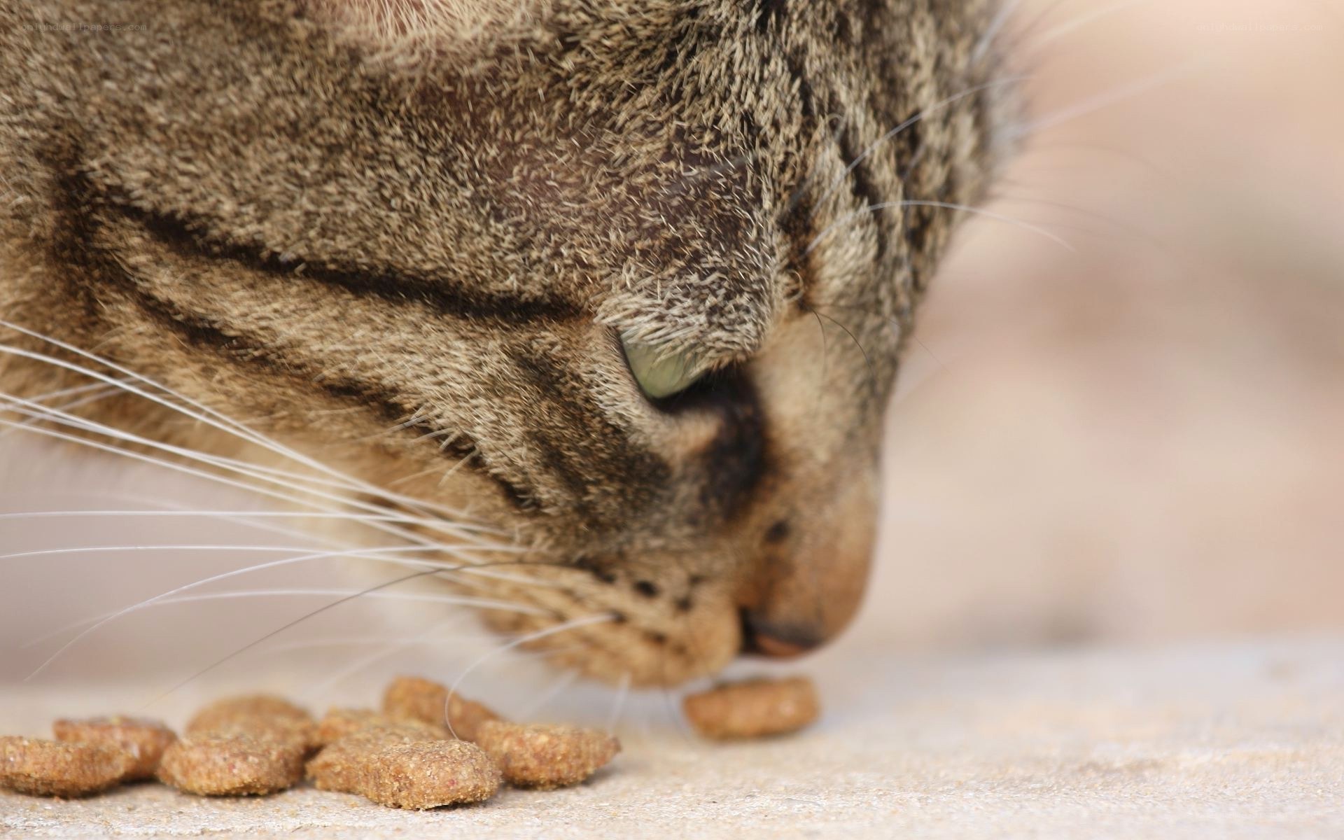 cat eating dry food