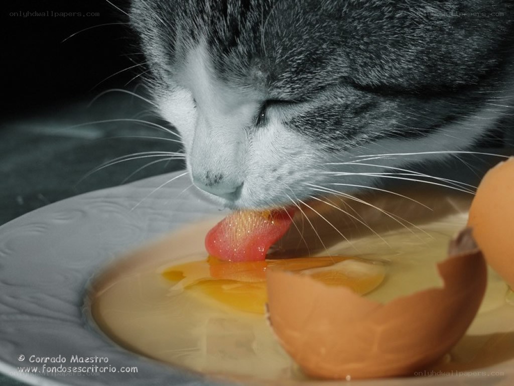 cat eating egg yolk
