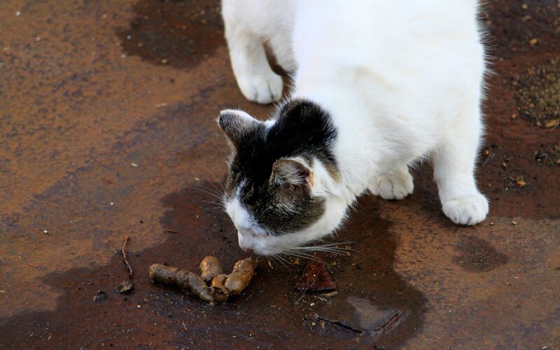 cat eating feces