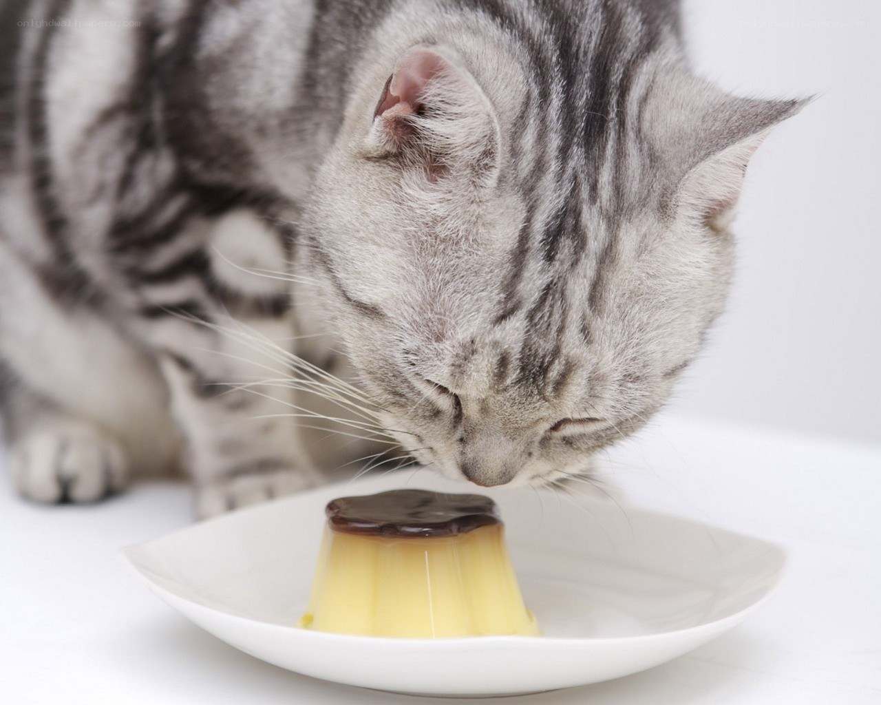 cat eating flan dessert