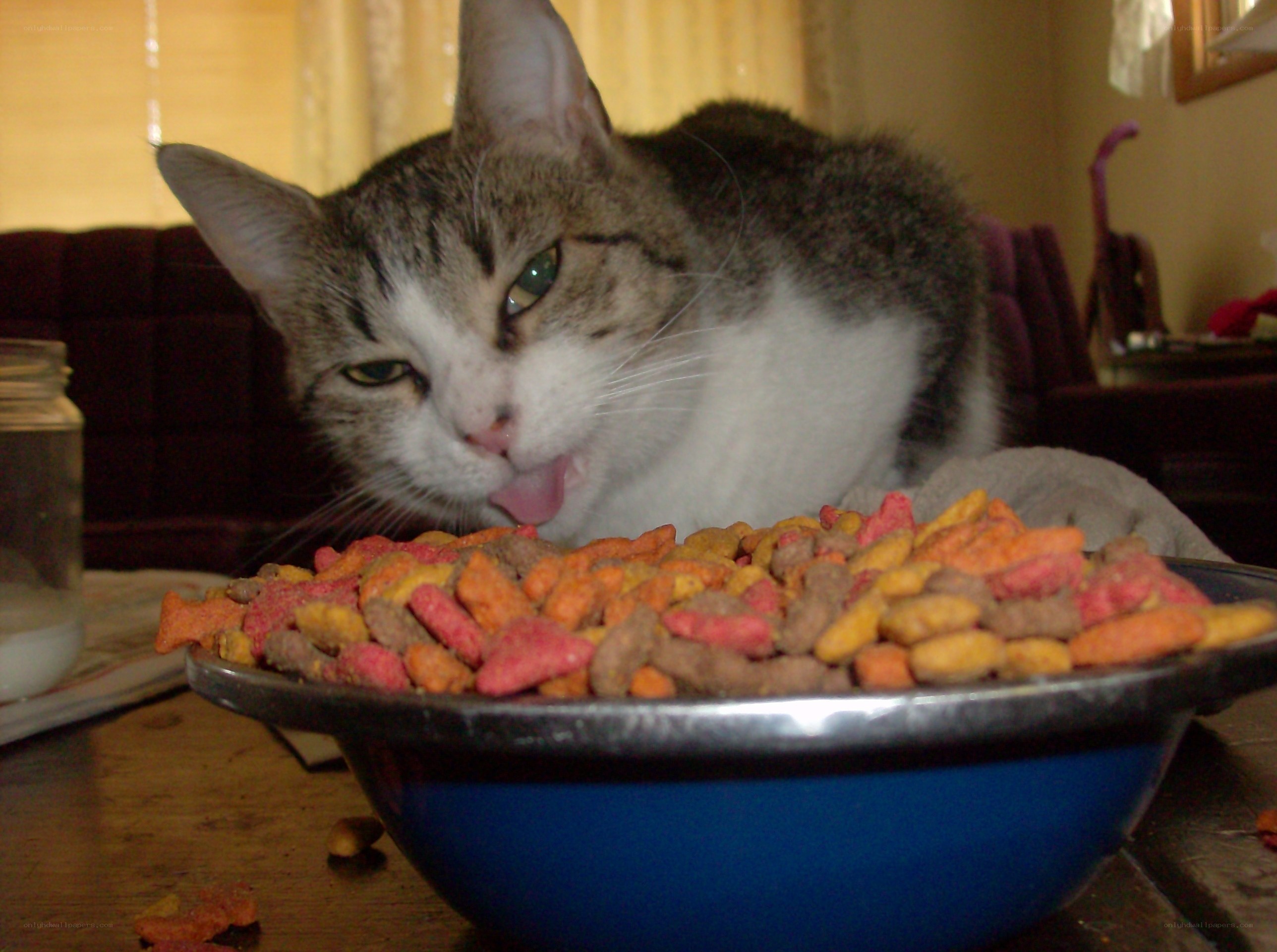 cat eating from a bowl