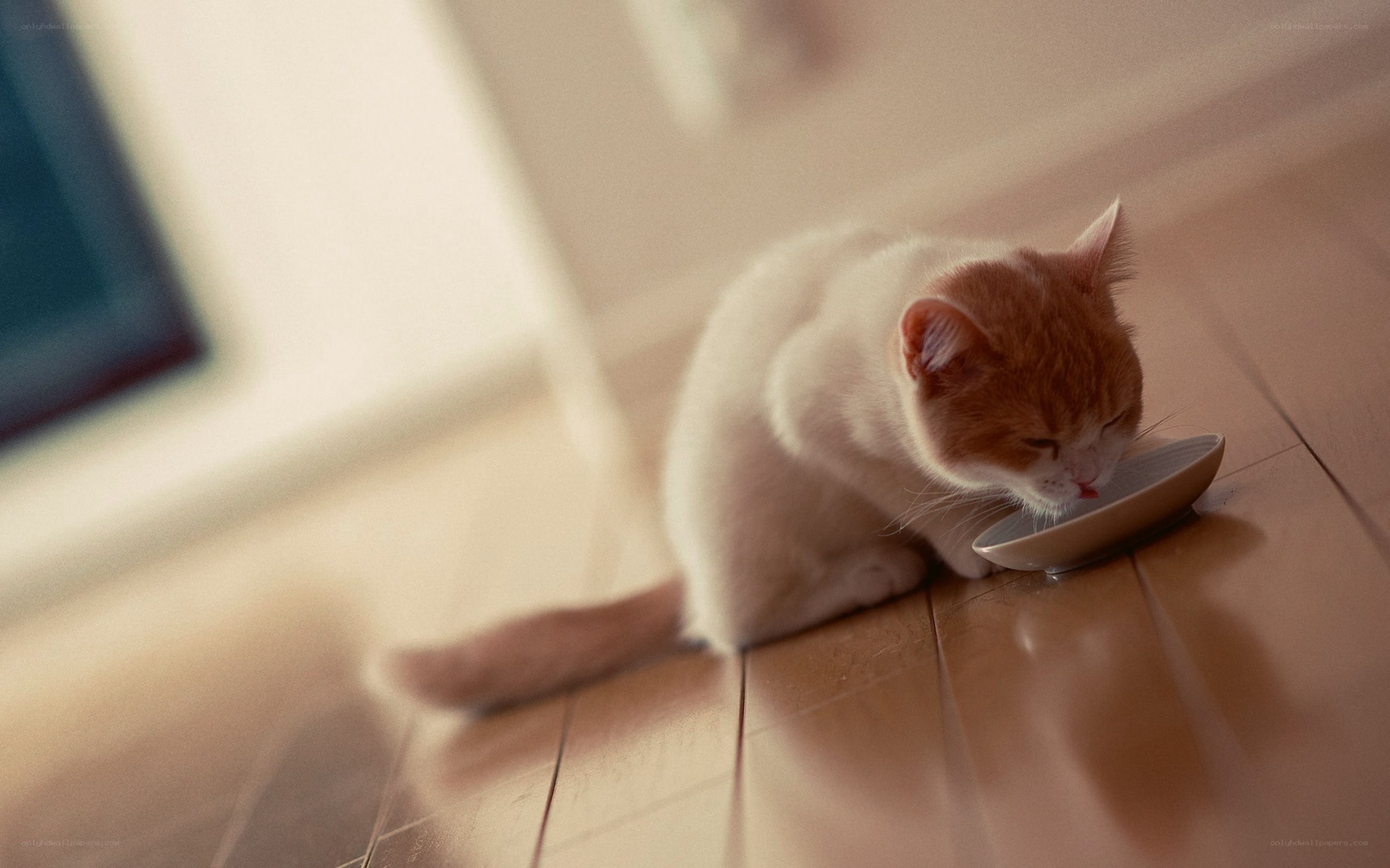 cat eating from a bowl