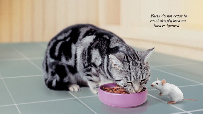 Cat Eating from Bowl — Gray, Calm