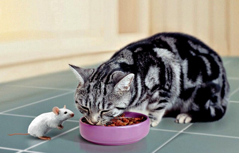 Cat Eating from Bowl — Gray