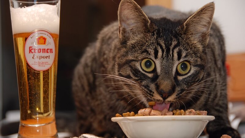 cat eating from bowl next to beer