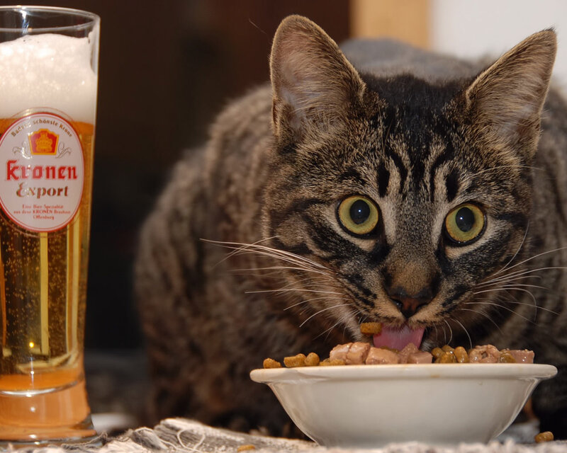 cat eating from bowl next to beer