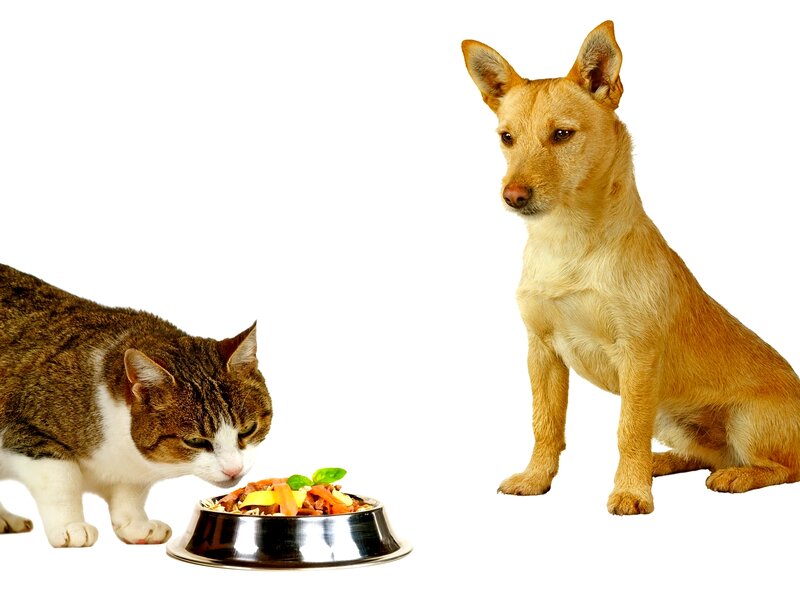 Cat Eating from Bowl