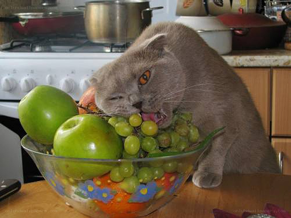 cat eating fruit from bowl