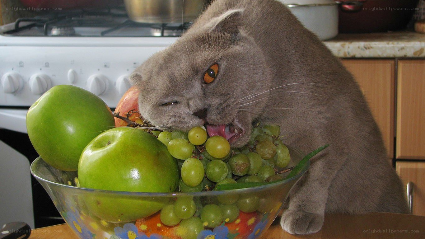 cat eating fruit from bowl