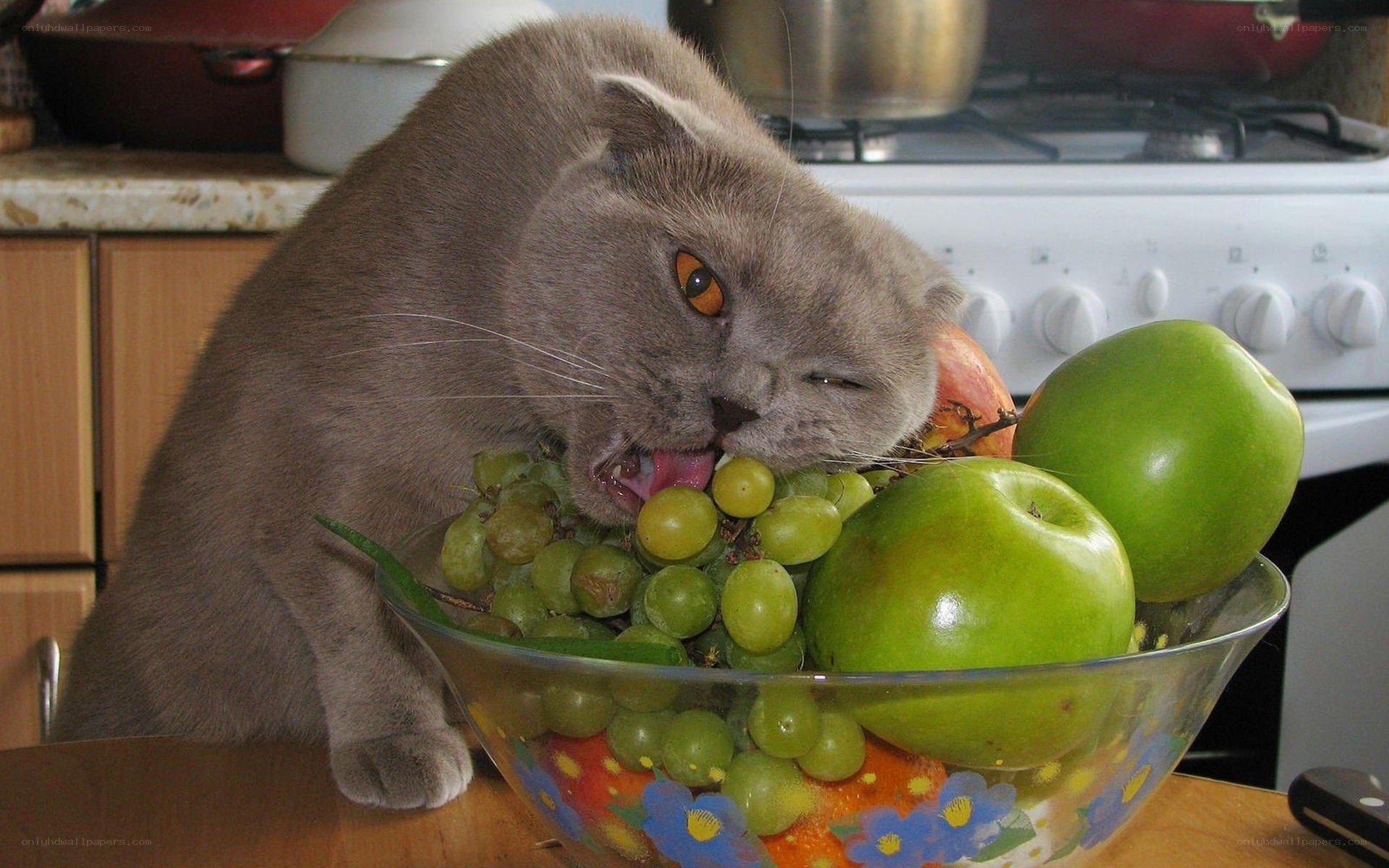 cat eating fruit from bowl