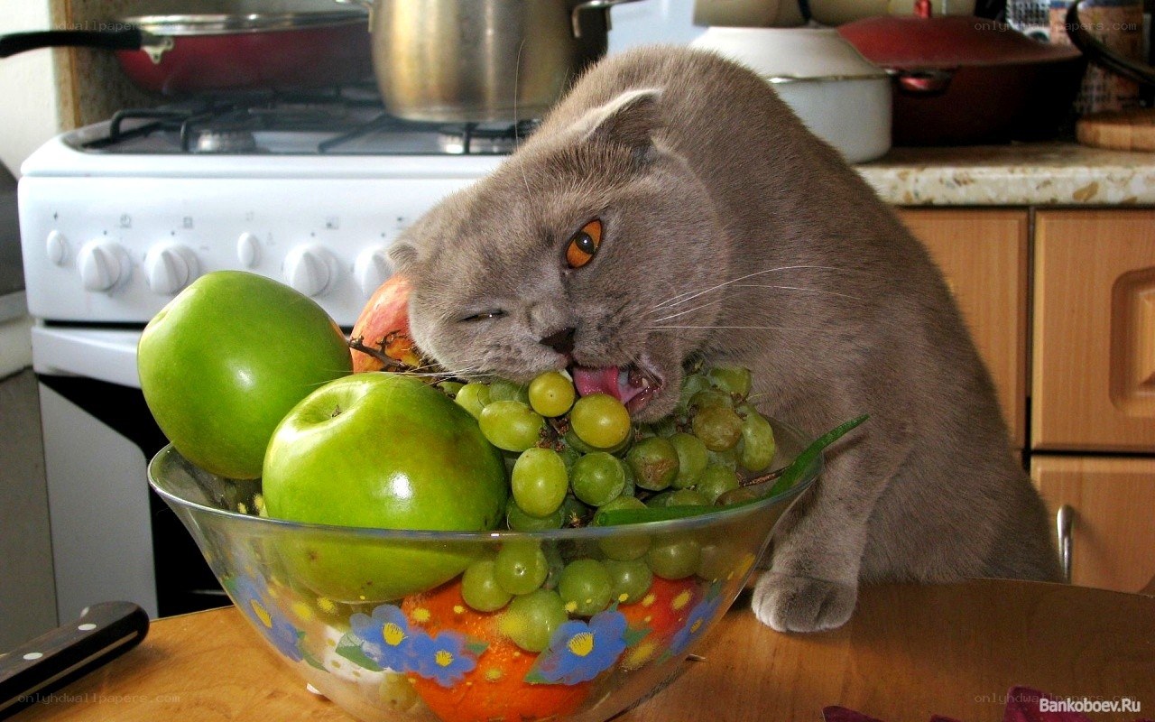 cat eating fruit from bowl