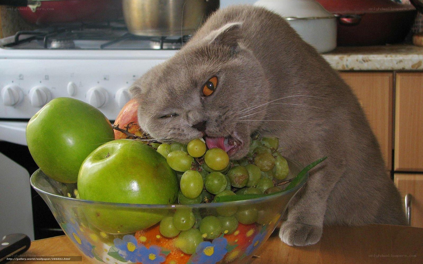 cat eating fruit from bowl
