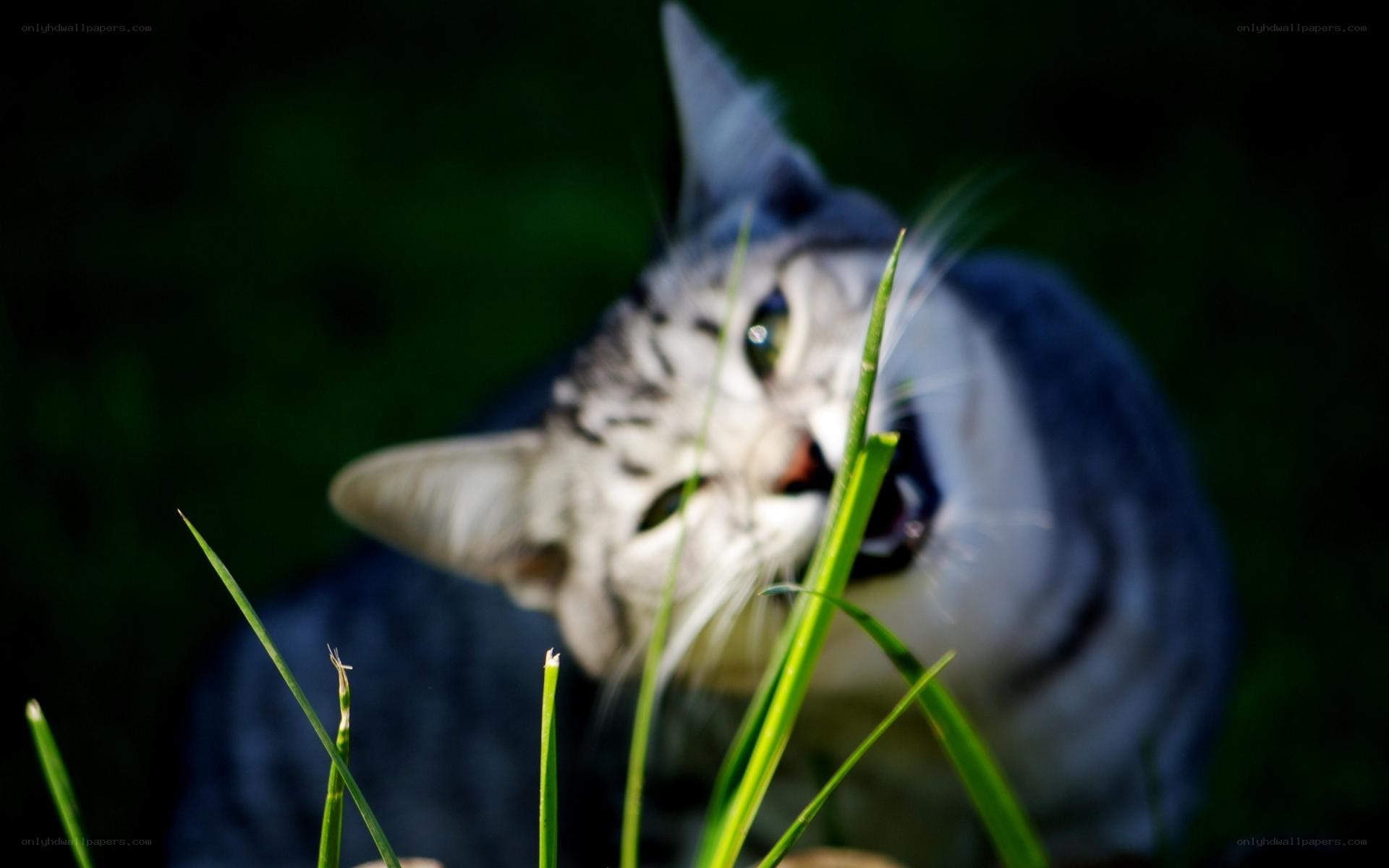 cat eating grass outdoors