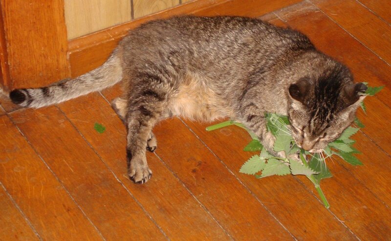 cat eating green leaves